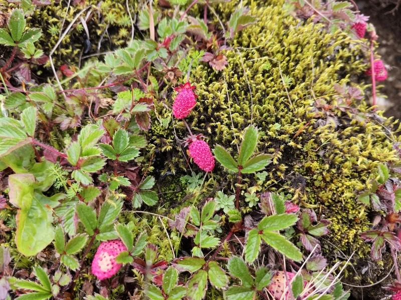 Fragaria daltoniana photo 7