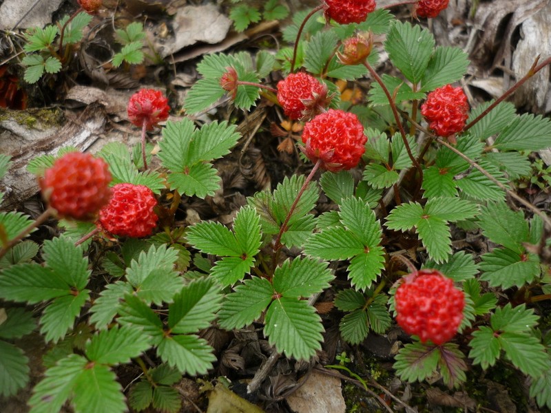 Fragaria gracilis