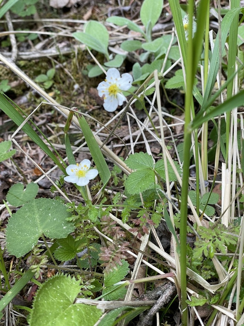 Fragaria gracilis photo 2