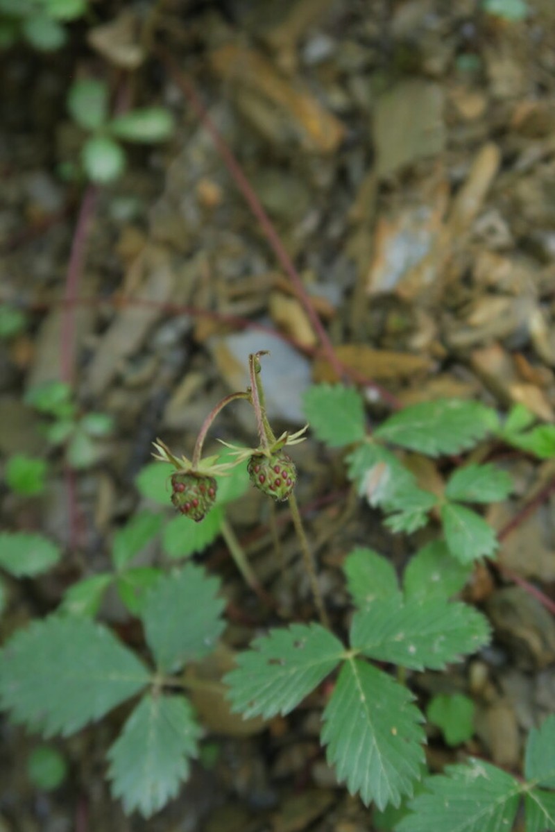 Fragaria gracilis photo 3