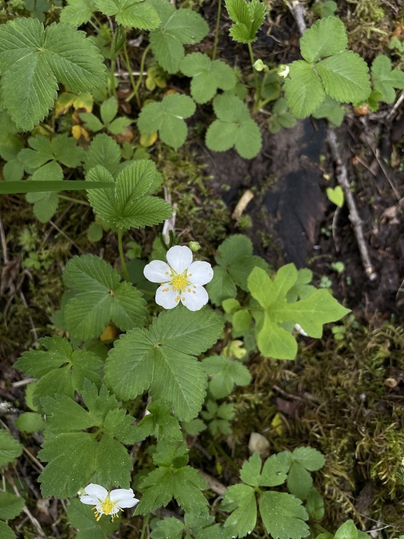 Fragaria gracilis photo 4