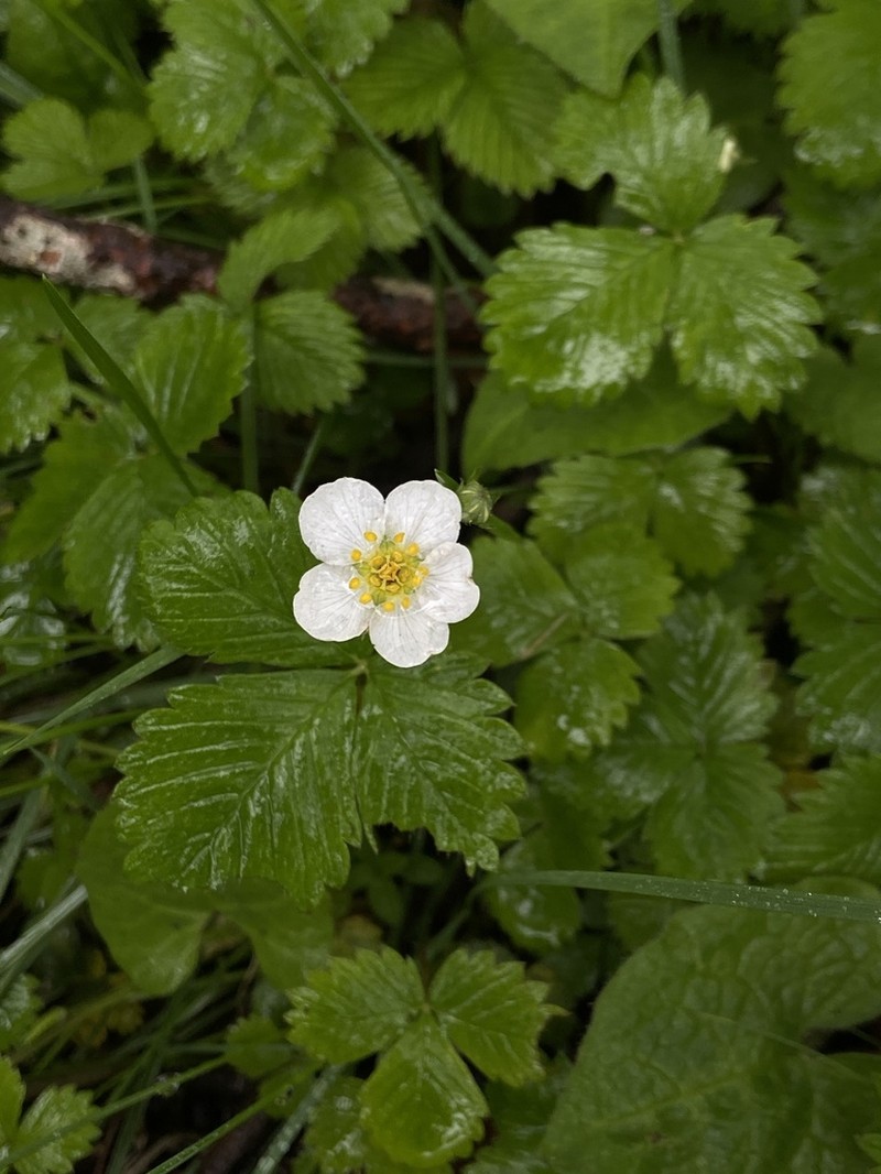 Fragaria gracilis photo 5