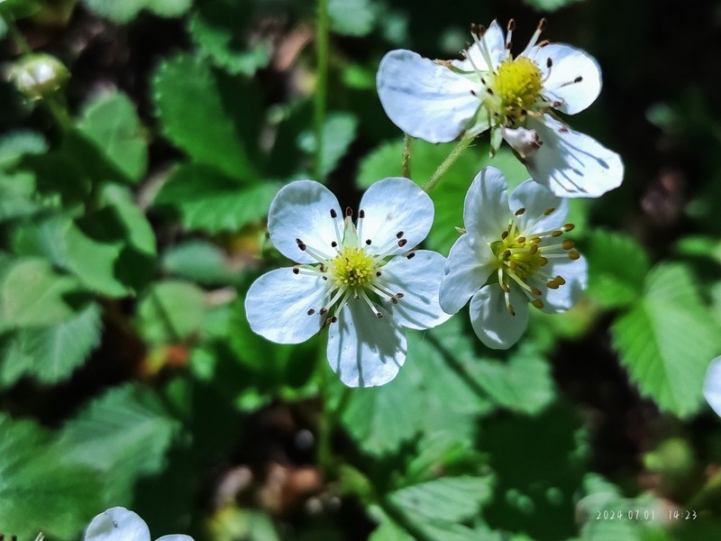 Fragaria gracilis photo 6