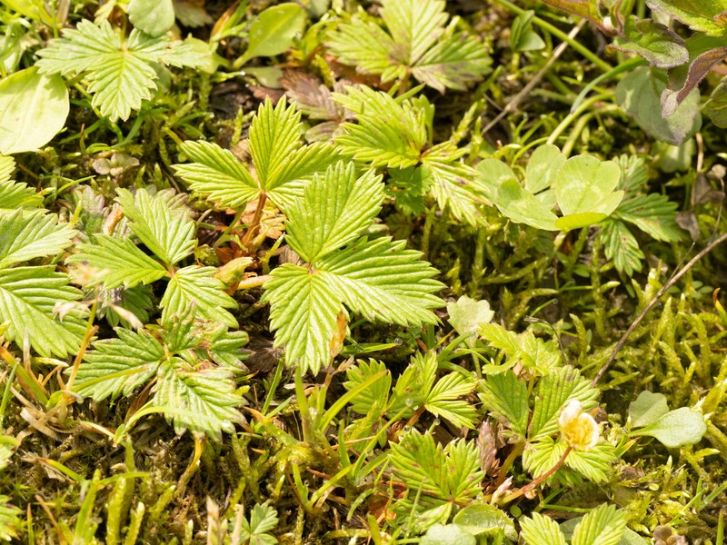 Fragaria gracilis photo 7