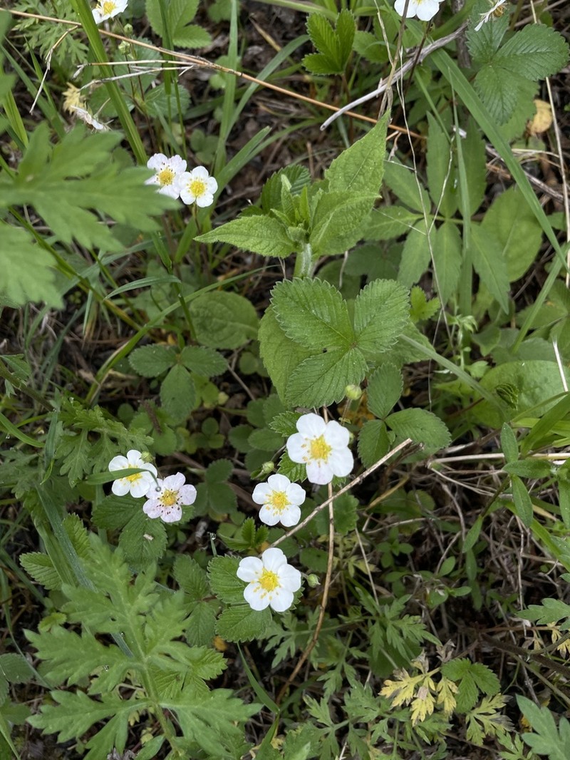 Fragaria gracilis photo 8