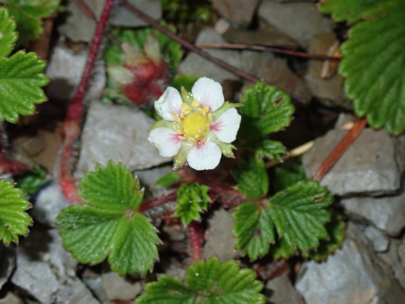 Fragaria hayatae