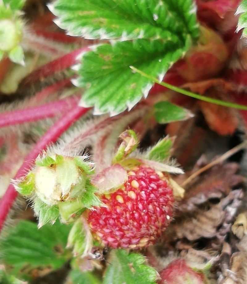 Fragaria hayatae photo 2