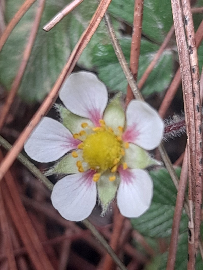 Fragaria hayatae photo 3