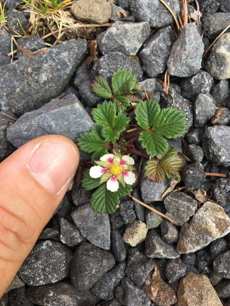 Fragaria hayatae photo 4