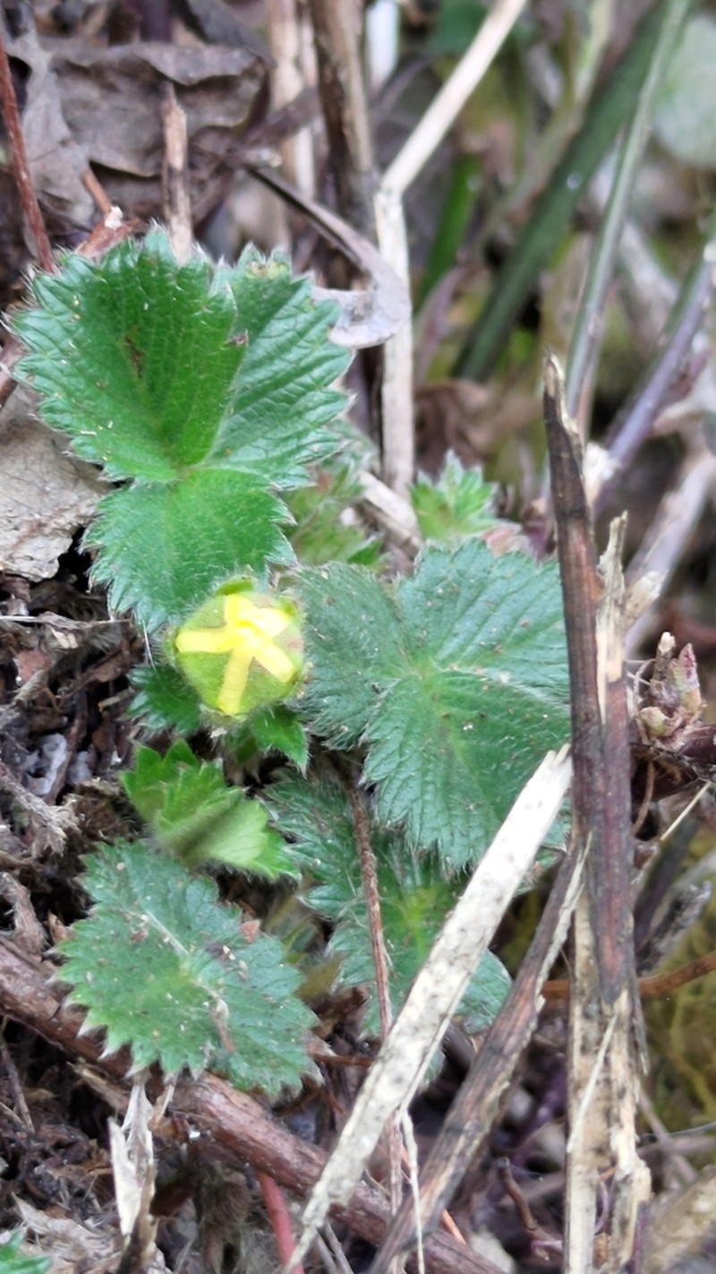 Fragaria hayatae photo 5