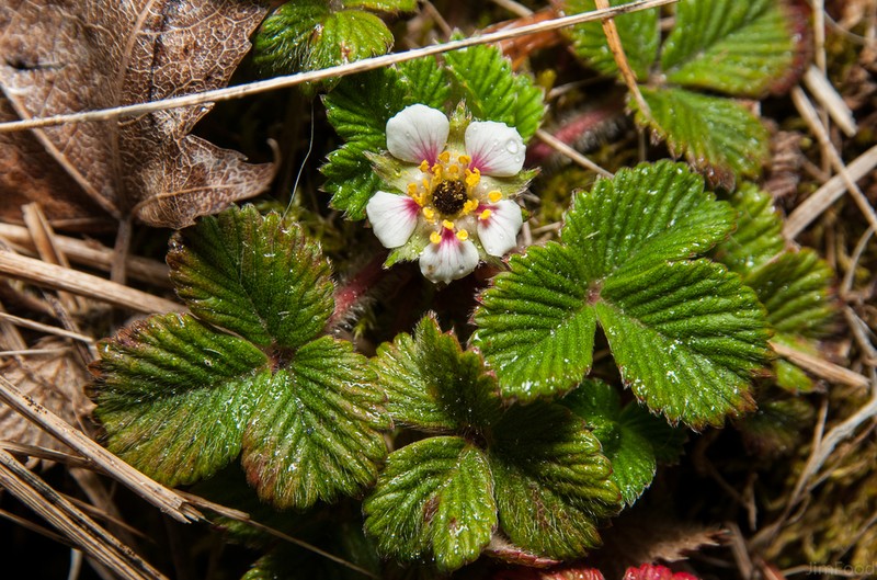 Fragaria hayatae photo 6