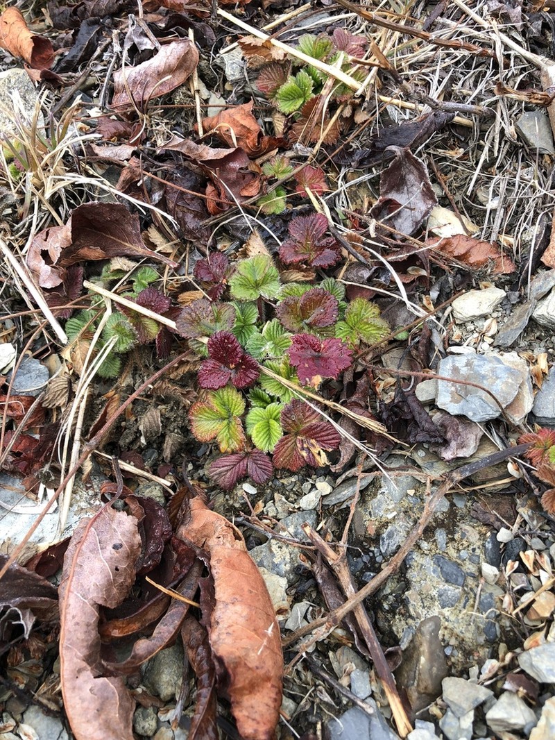 Fragaria hayatae photo 7