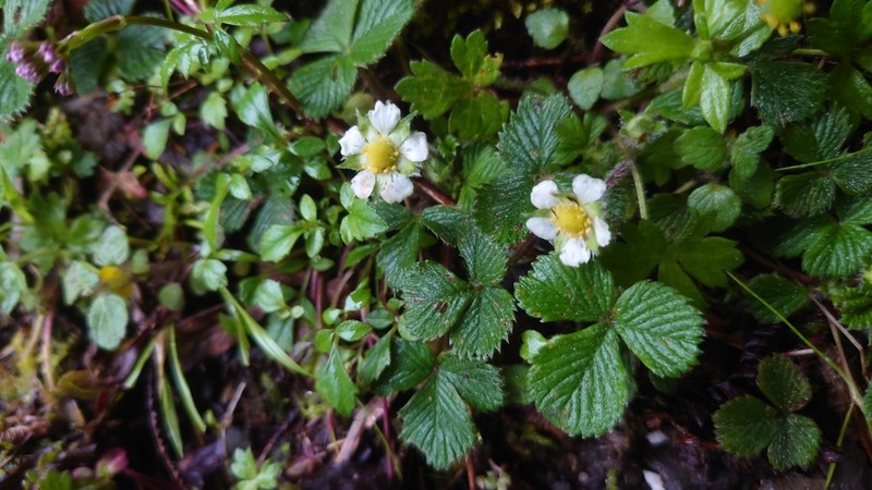 Fragaria hayatae photo 8