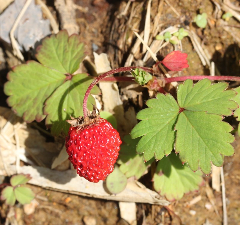 Fragaria iinumae