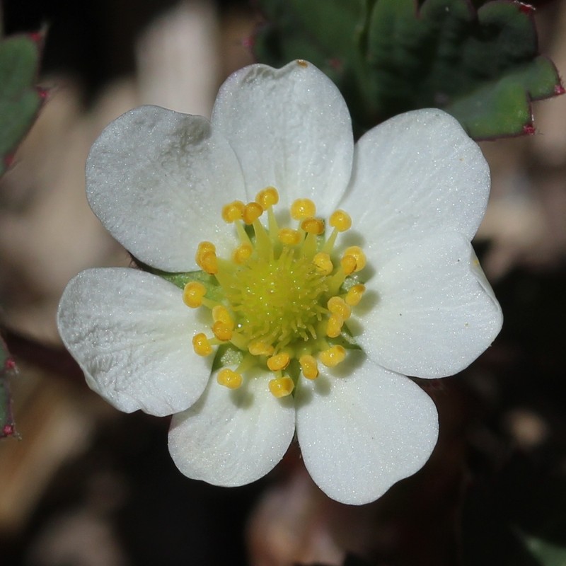 Fragaria iinumae photo 2