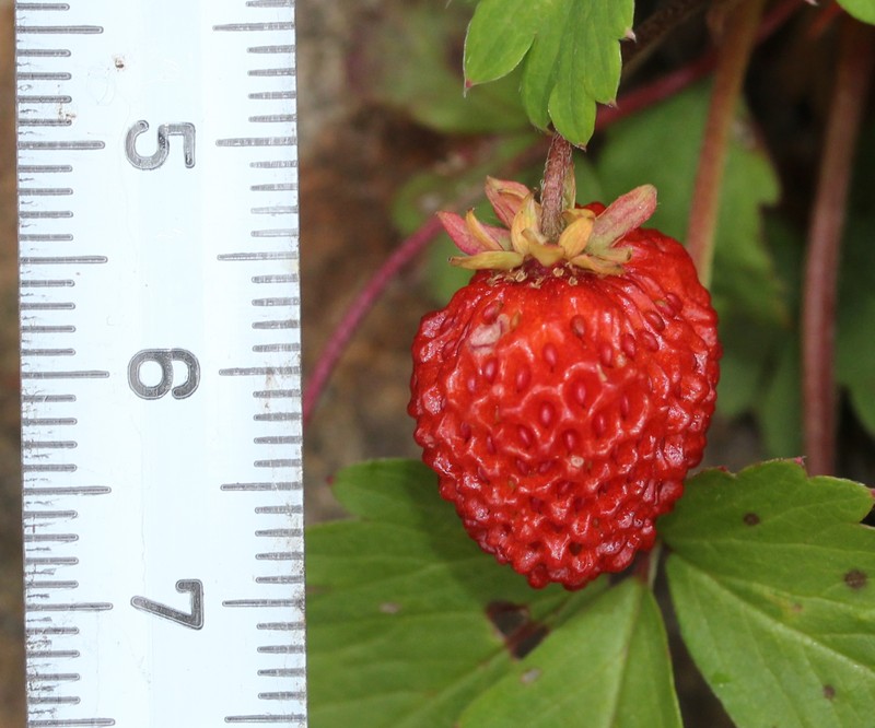 Fragaria iinumae photo 3