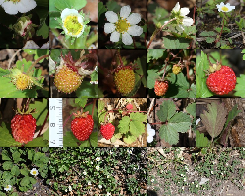 Fragaria iinumae photo 4