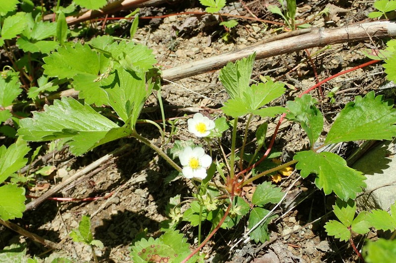 Fragaria iinumae photo 5