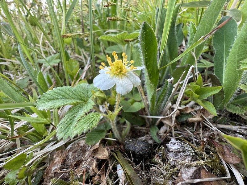 Fragaria iinumae photo 6
