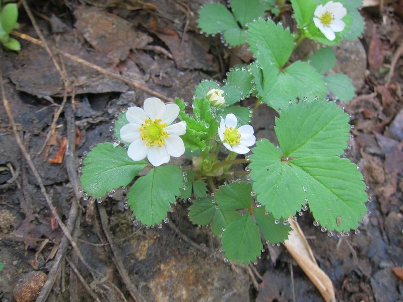 Fragaria iinumae photo 7