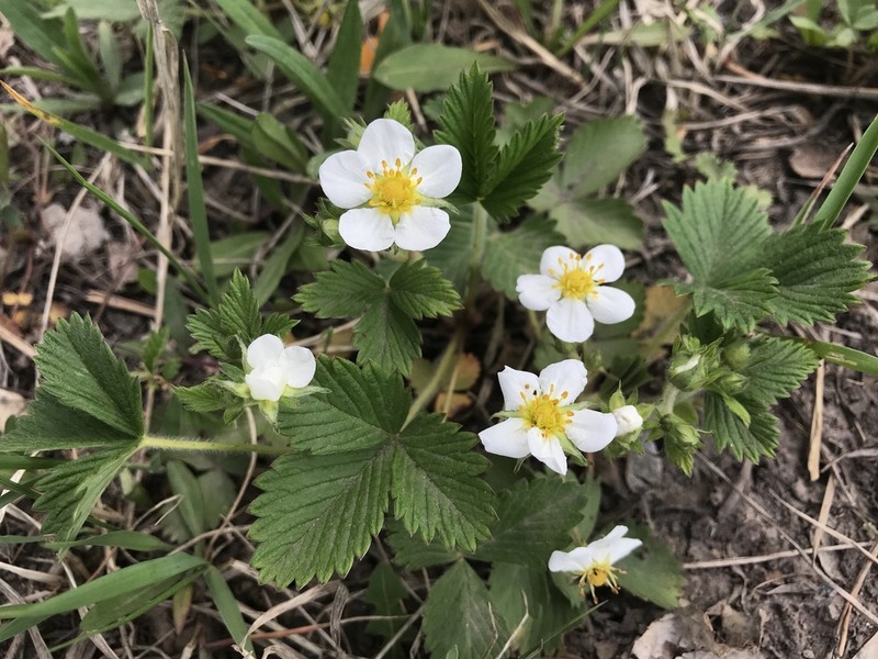 Fragaria mandshurica