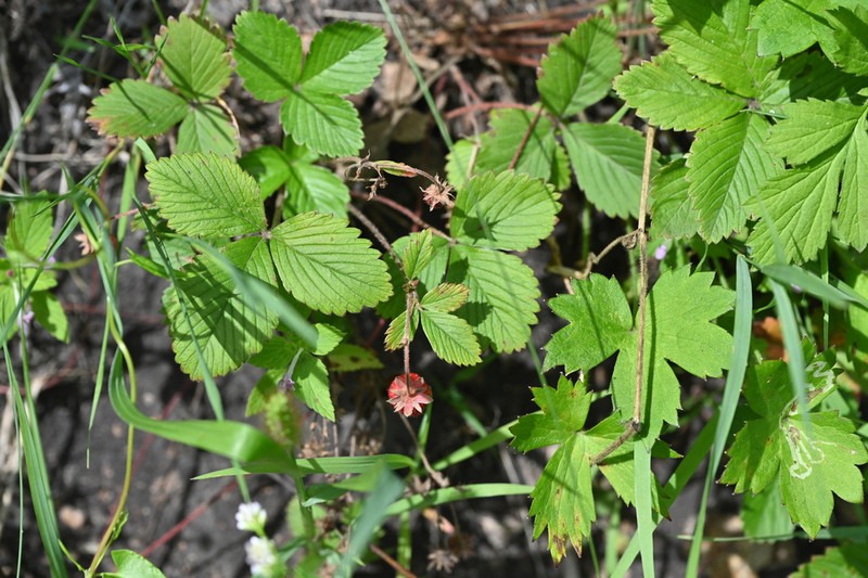 Fragaria mandshurica photo 2