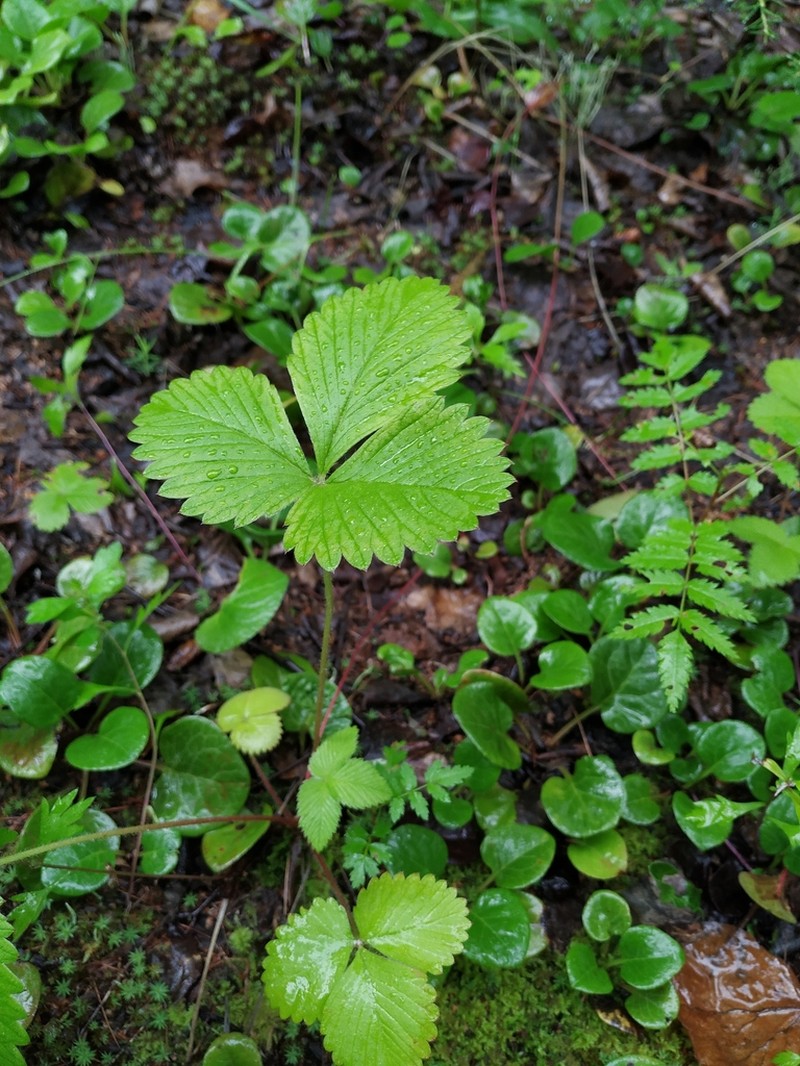 Fragaria mandshurica photo 3