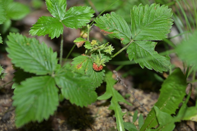 Fragaria mandshurica photo 4