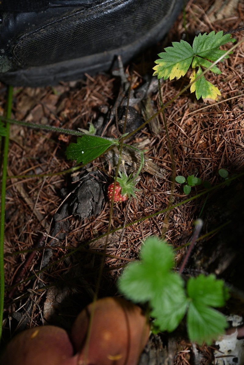Fragaria mandshurica photo 5