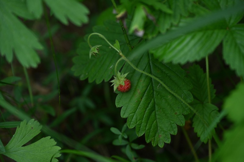 Fragaria mandshurica photo 6