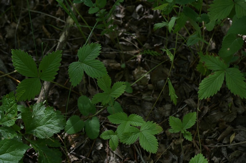 Fragaria mandshurica photo 7