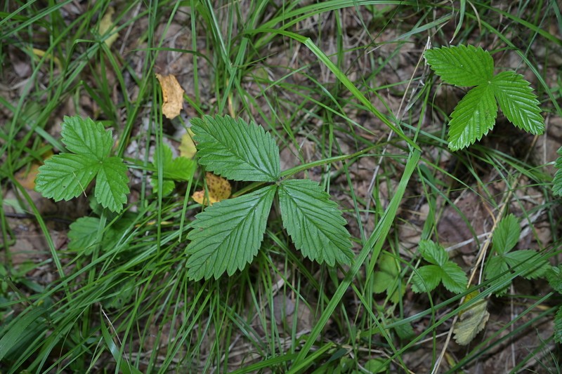 Fragaria mandshurica photo 8