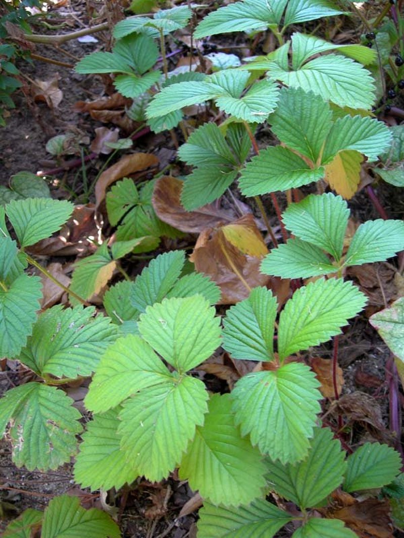 Fragaria moschata photo 2