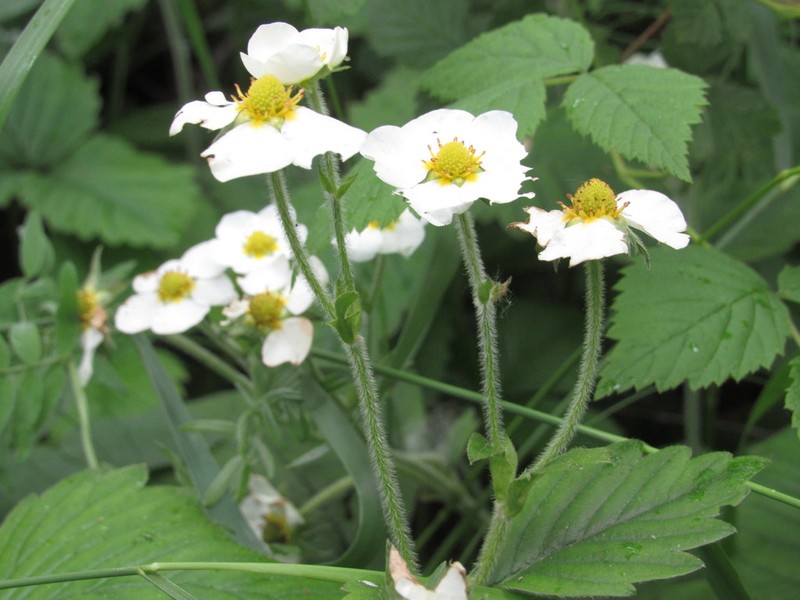 Fragaria moschata photo 3