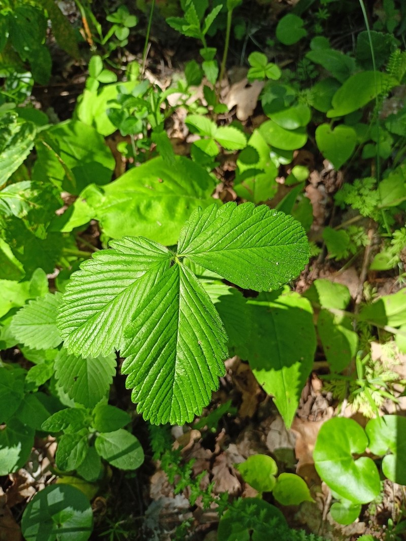Fragaria moschata photo 4