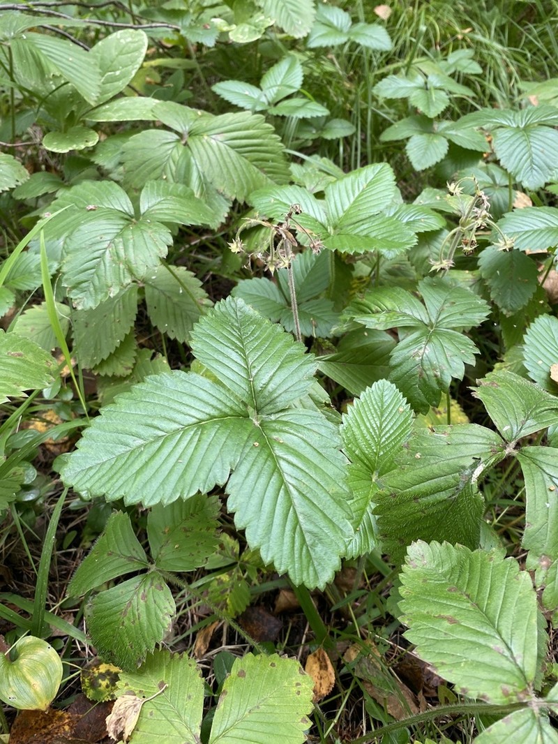 Fragaria moschata photo 5