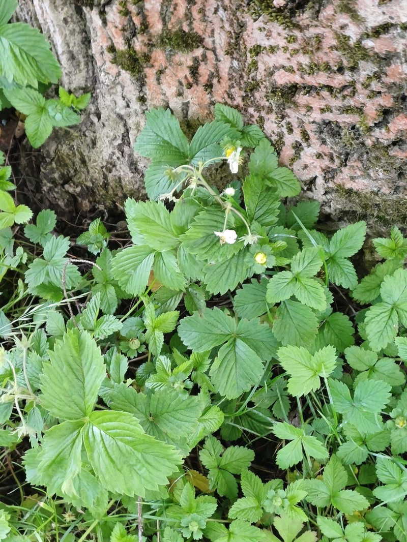 Fragaria moschata photo 6
