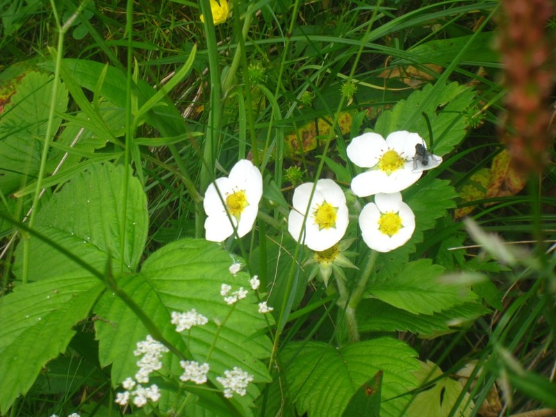 Fragaria moschata photo 7