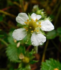 Fragaria moupinensis