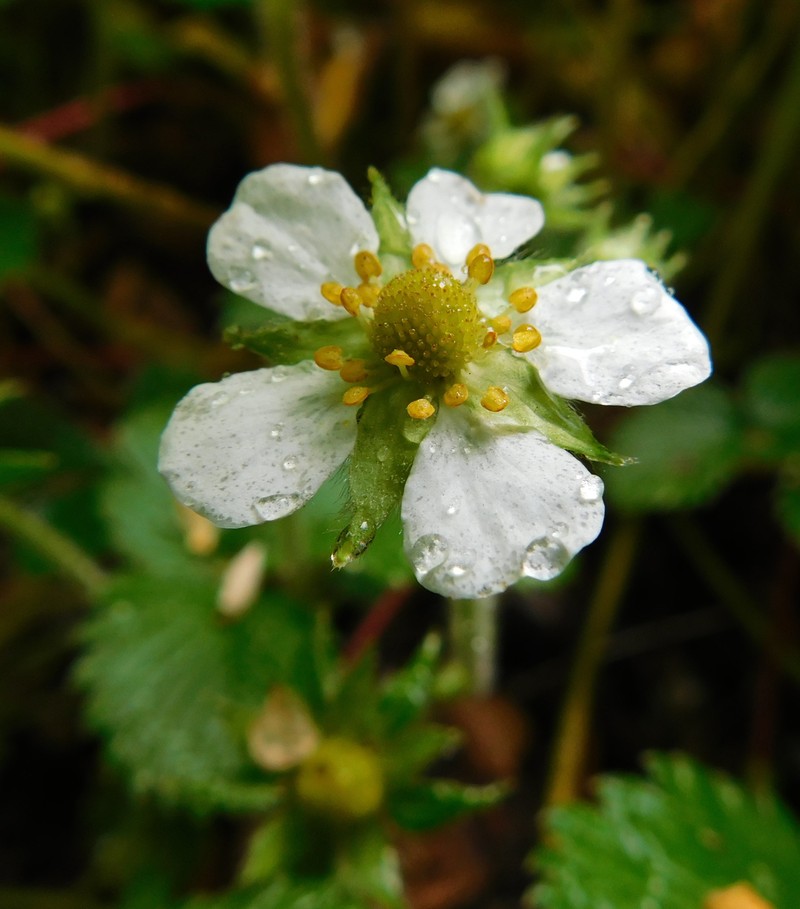Fragaria moupinensis