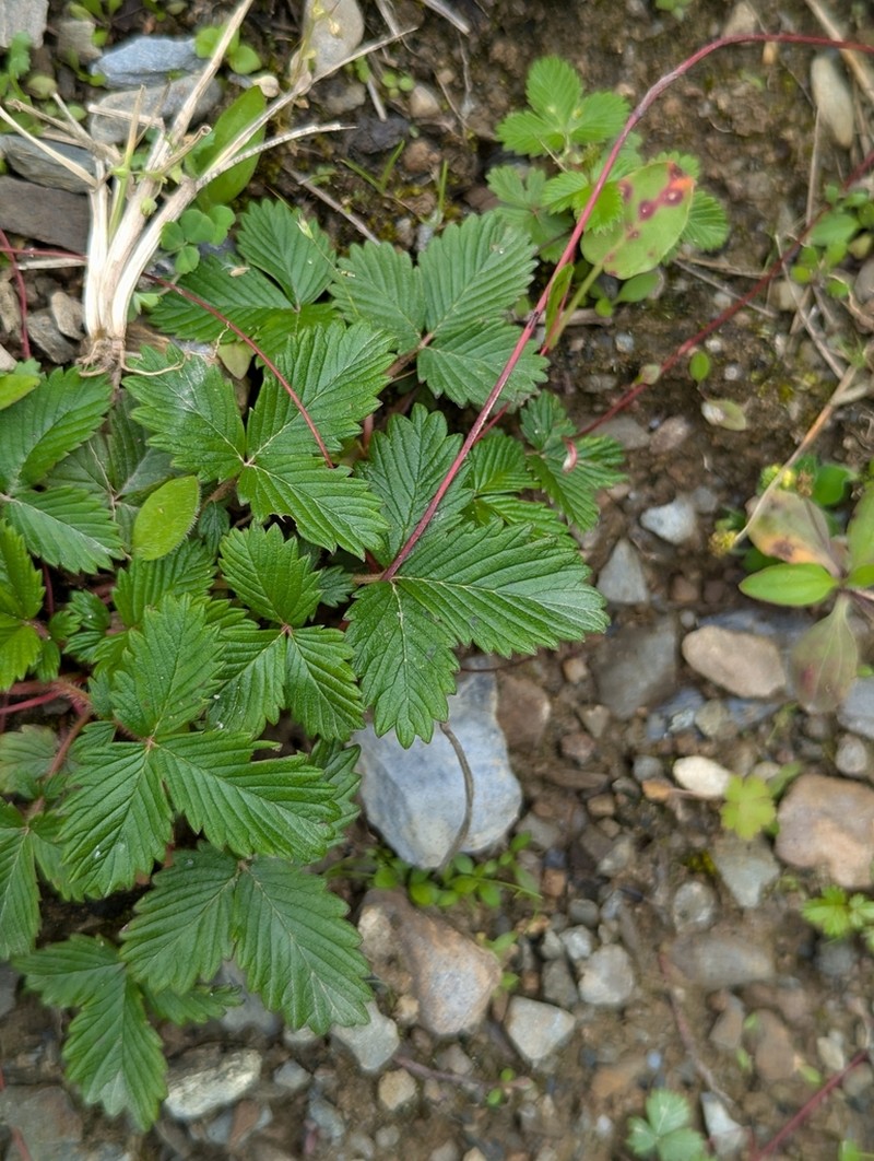 Fragaria moupinensis photo 2