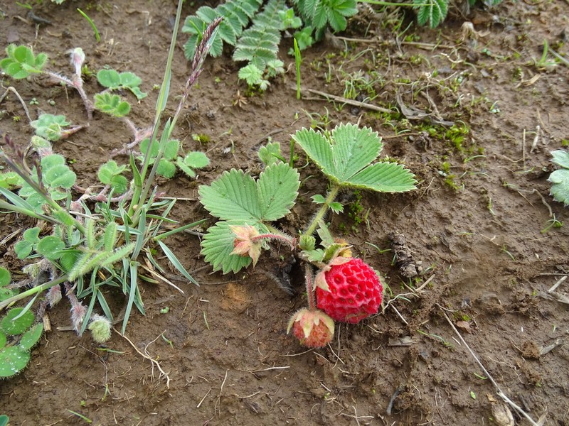 Fragaria moupinensis photo 3
