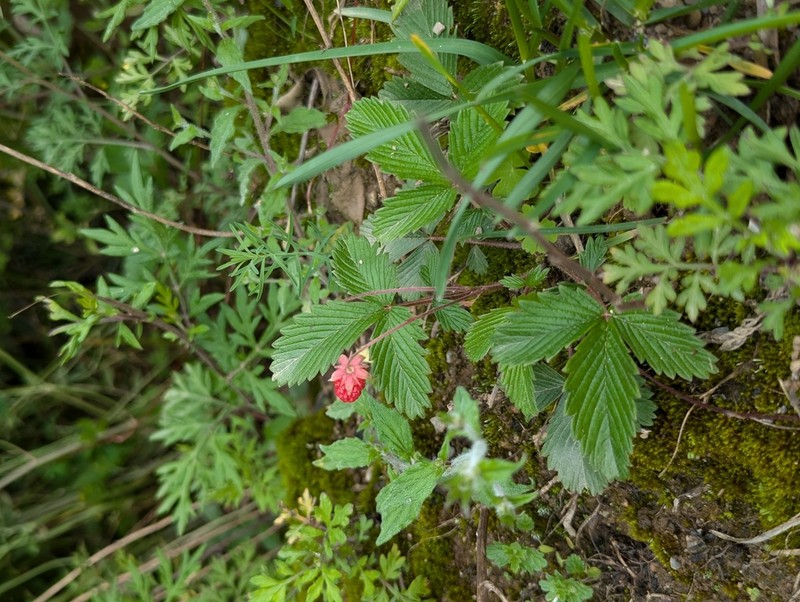 Fragaria moupinensis photo 4