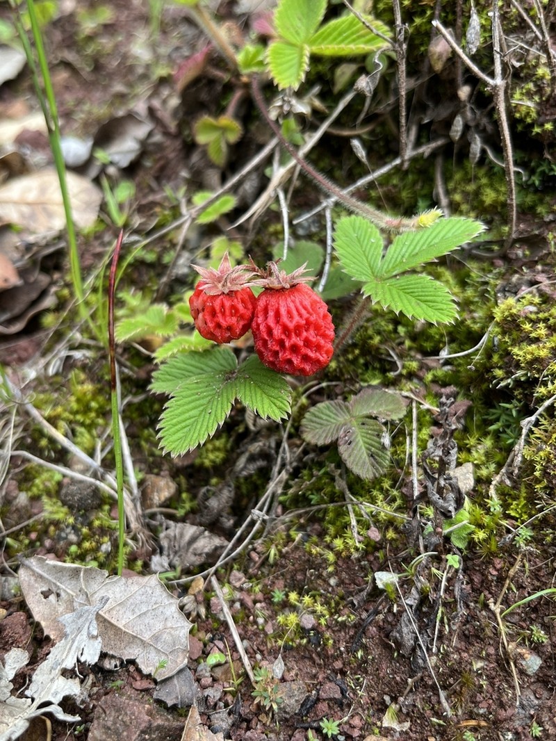 Fragaria moupinensis photo 5