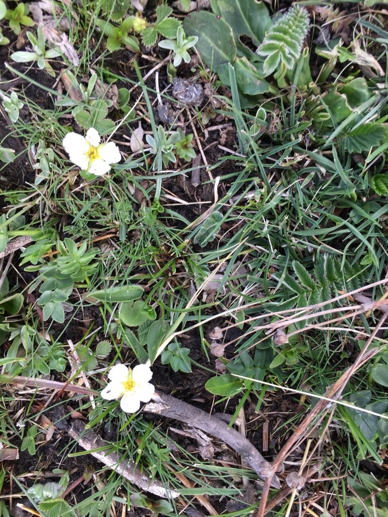 Fragaria moupinensis photo 6