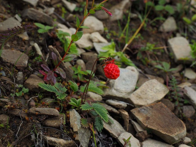 Fragaria moupinensis photo 7