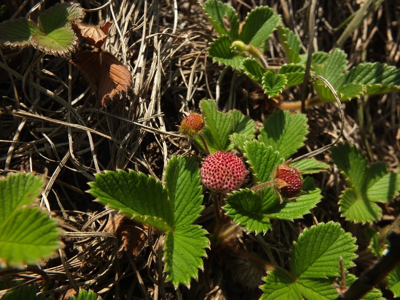Fragaria nilgerrensis photo 2