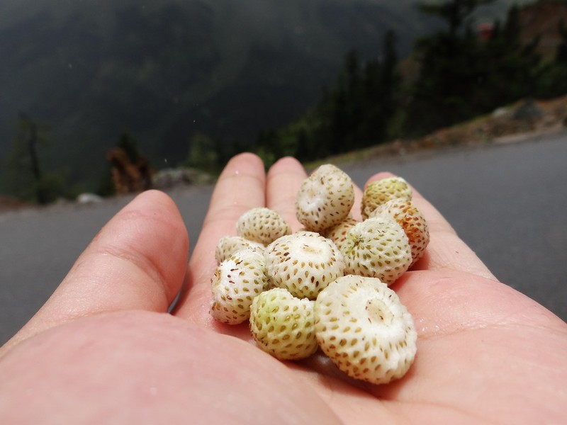 Fragaria nilgerrensis photo 3