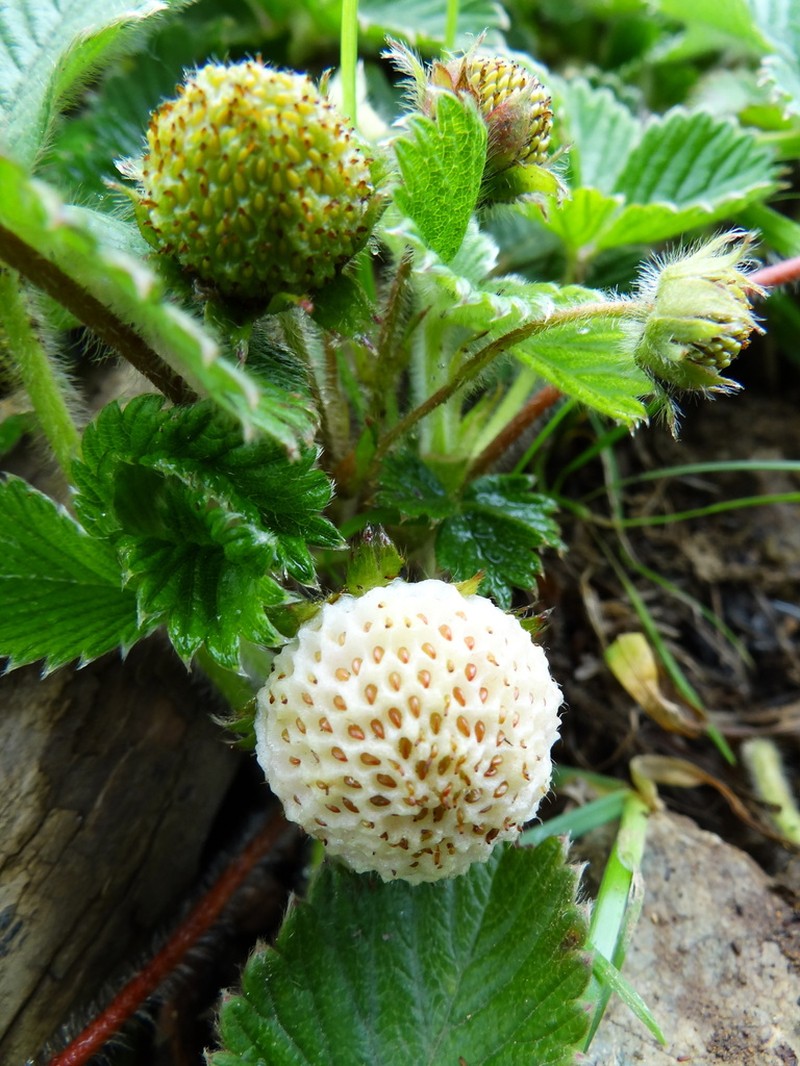 Fragaria nilgerrensis photo 4