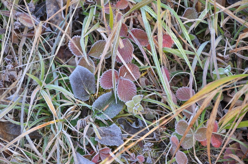 Fragaria nilgerrensis photo 5